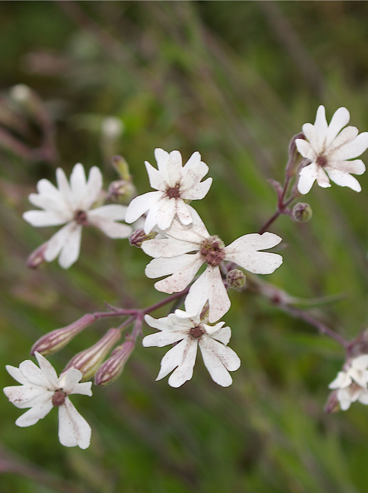 Silene italica/Silene italiana